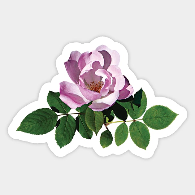 Roses - Delicate Pink Rose Sticker by SusanSavad